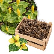 Yellow Trillium Wood Lily Bulbs - Set of 5 Dormant Bulbs for Partial Shade Wildflower Garden