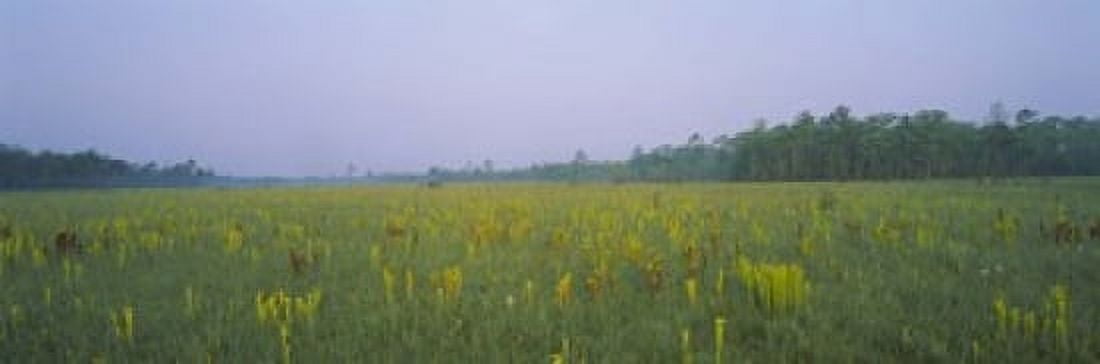 Yellow Trumpet Pitcher Plants In A Field Apalachicola National Forest Florida USA Canvas Art - Panoramic Images (18 x 6)