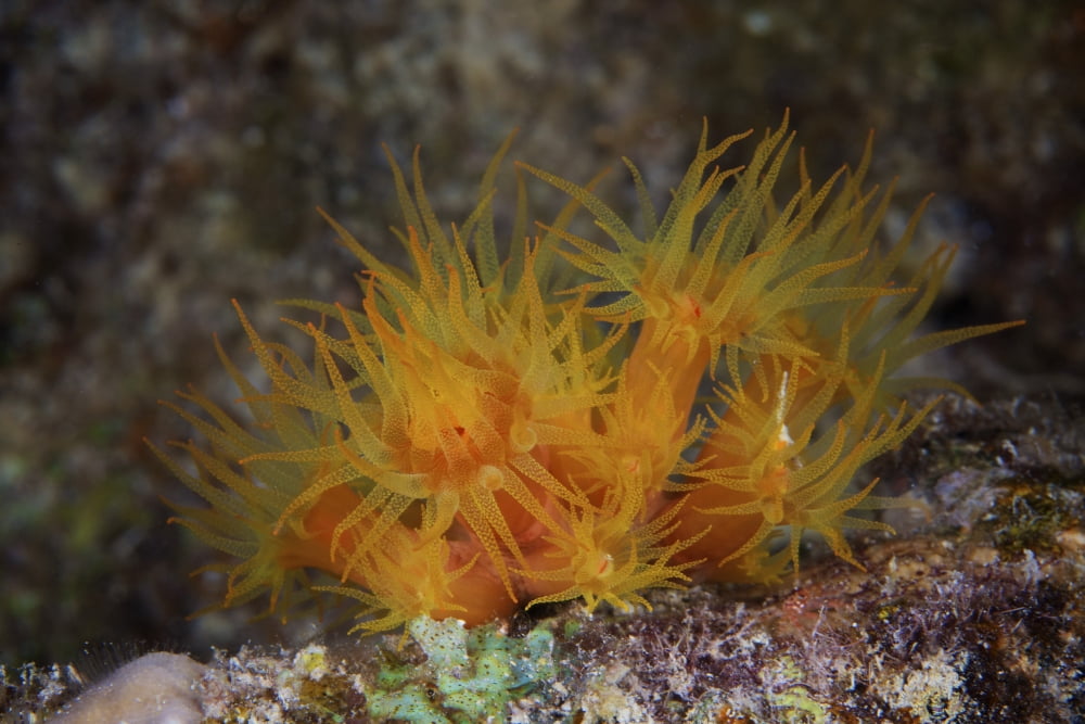 Yellow Tubastrea coral feeding at night Canvas Art - Terry MooreStocktrek Images (35 x 23)
