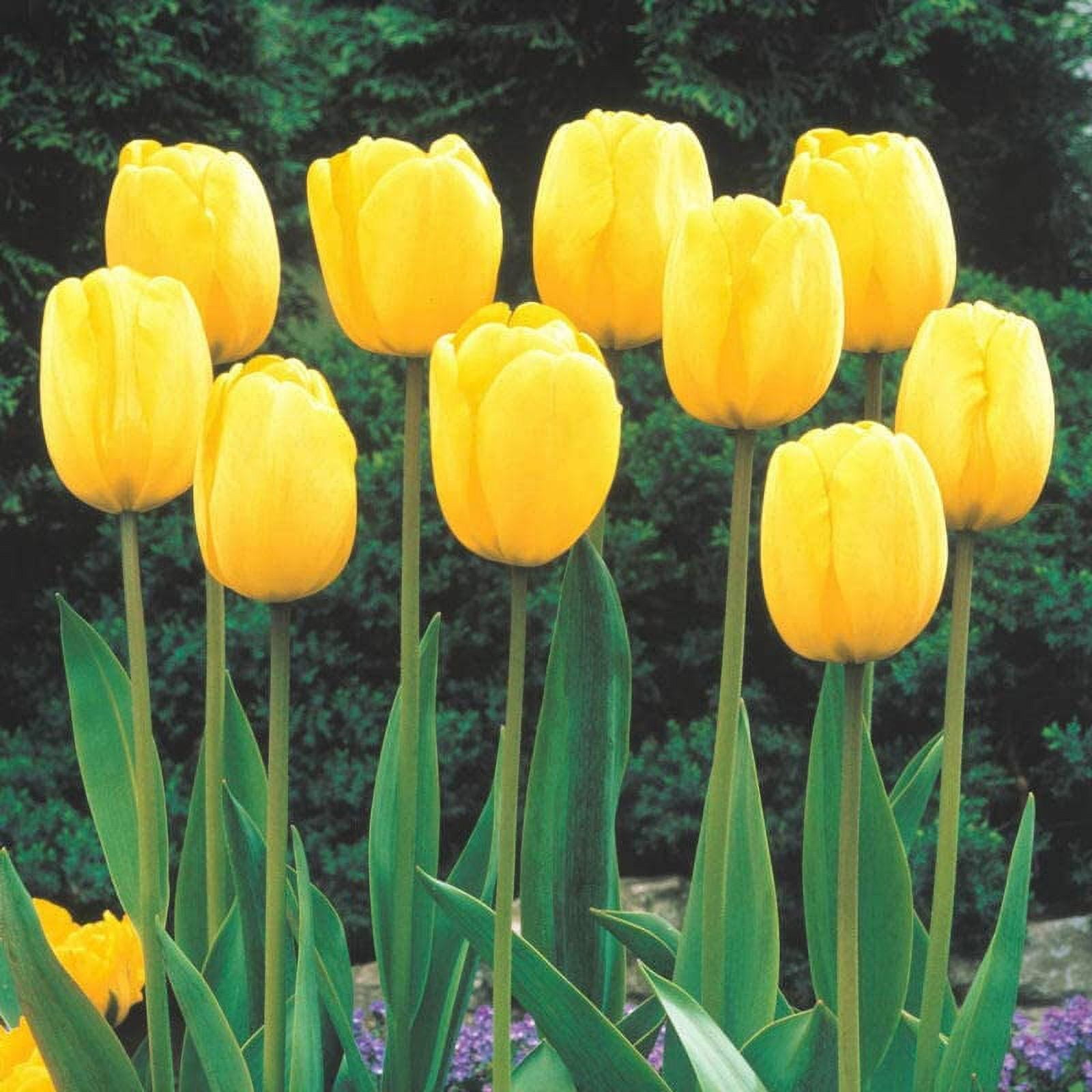 Tulip Bulbs