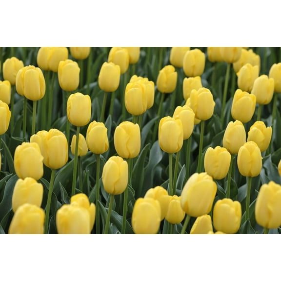 Yellow Tulip Bulbs for Planting - Novi Sun Tulip Bulbs, Perennial Garden Flowers (50 Bulbs)
