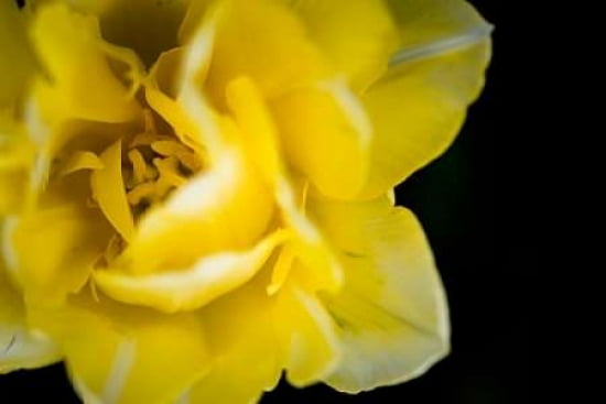 Yellow Tulip Canvas Art - Beth Wold (24 x 36)