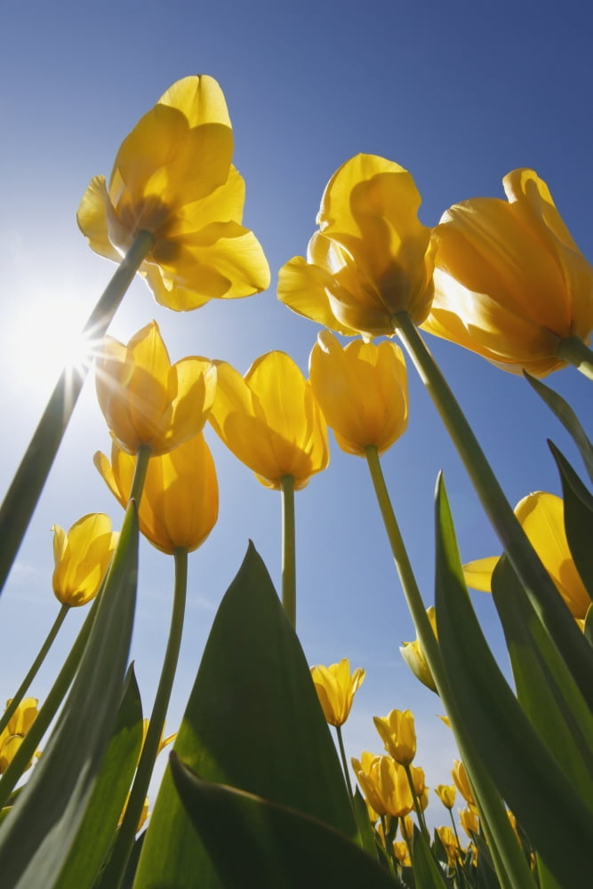Yellow Tulips Against A Blue Sky At Wooden Shoe Tulip Farm Woodburn Oregon United States of America Canvas Art - Craig Tuttle Design Pics (12 x 19)