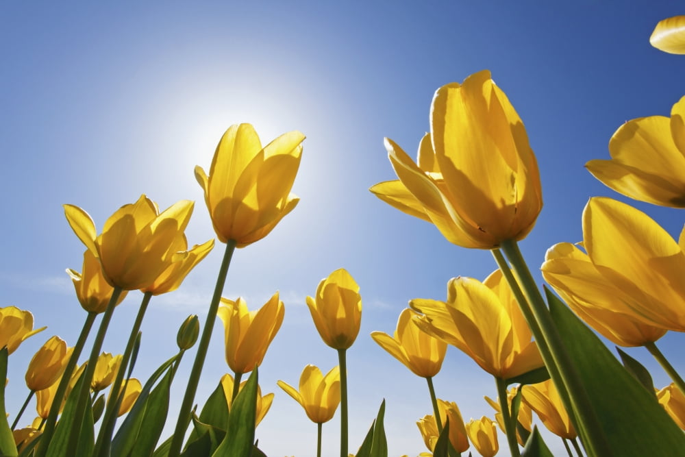 Yellow Tulips Against A Blue Sky At Wooden Shoe Tulip Farm Woodburn Oregon United States of America Canvas Art - Craig Tuttle Design Pics (19 x 12)