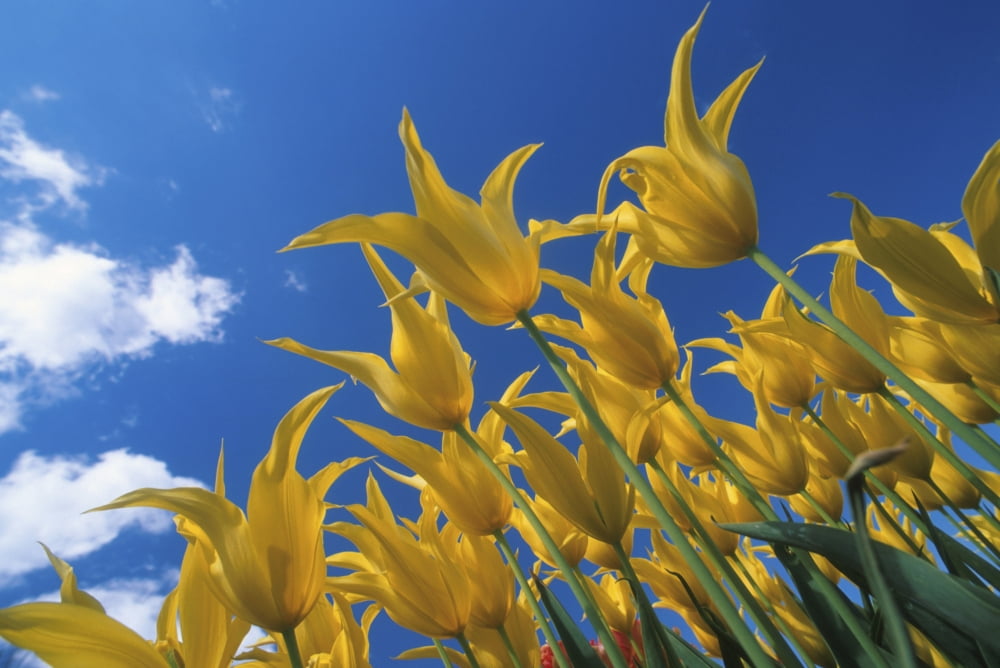 Yellow Tulips Against Blue Sky Skagit Valley Washington Summer Portrait Canvas Art - John Warden Design Pics (34 x 22)