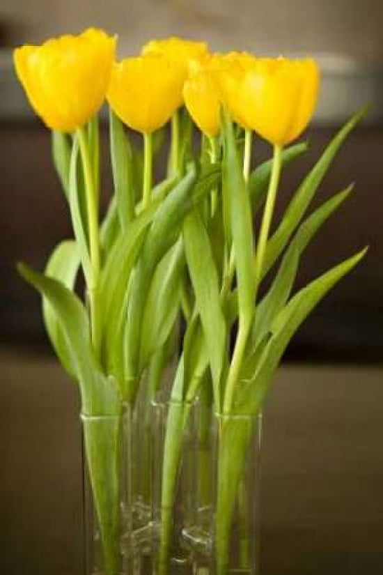 Yellow Tulips Canvas Art - Karyn Millet (12 x 18)