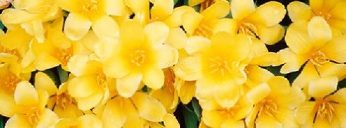 Yellow Tulips Canvas Art - Panoramic Images (33 x 12)