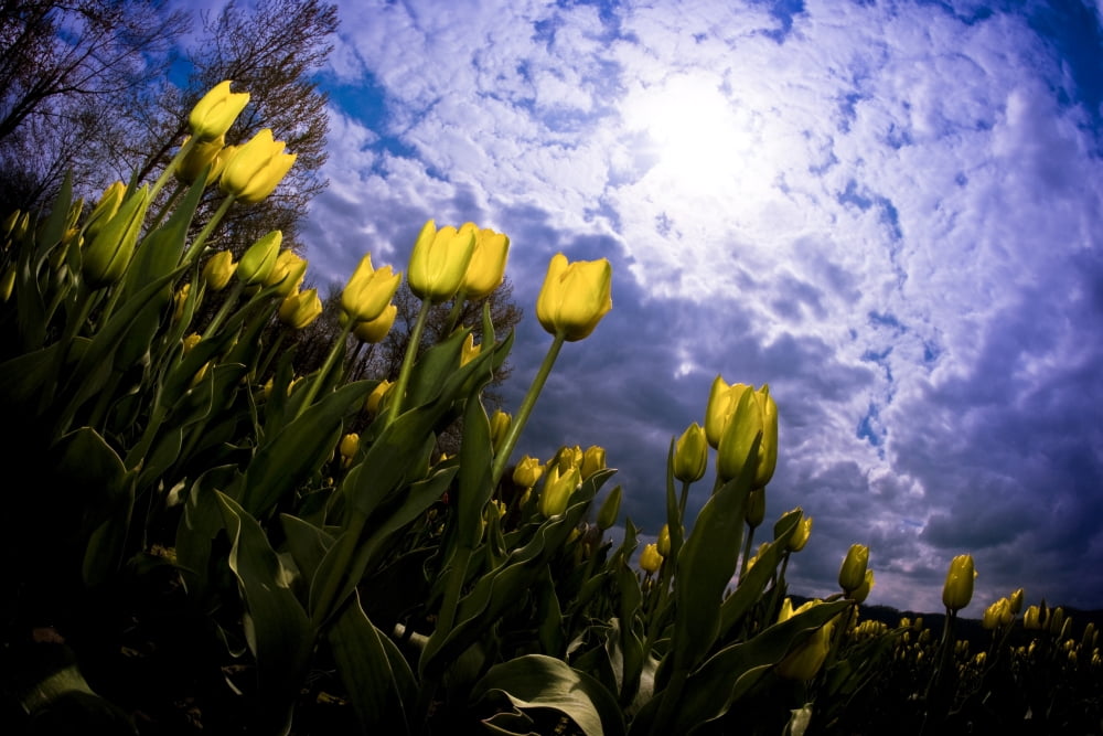 Yellow Tulips Canvas Art - Richard Wear Design Pics (18 x 12)