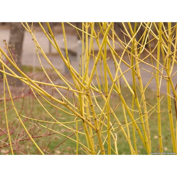 Yellow Twig Dogwood - 3 Gallon Shrub