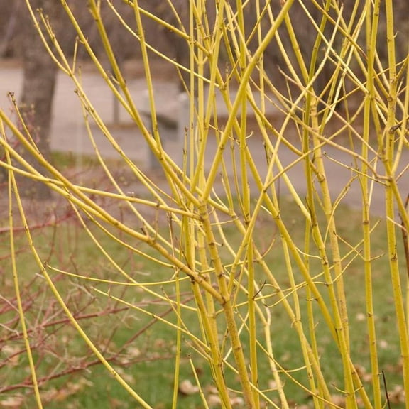 RedCrocus Flaviramea Yellow Twig Dogwood- Vibrant Foliage, Ornamental Shrub for Gardens, Borders & Privacy Screens 3 Gallon