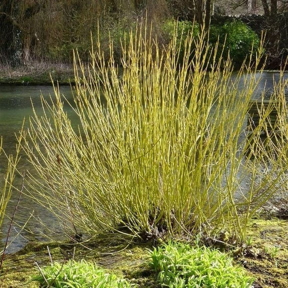 Yellow Twig Dogwood Live Plant 12-18" in Height in a #3 Container