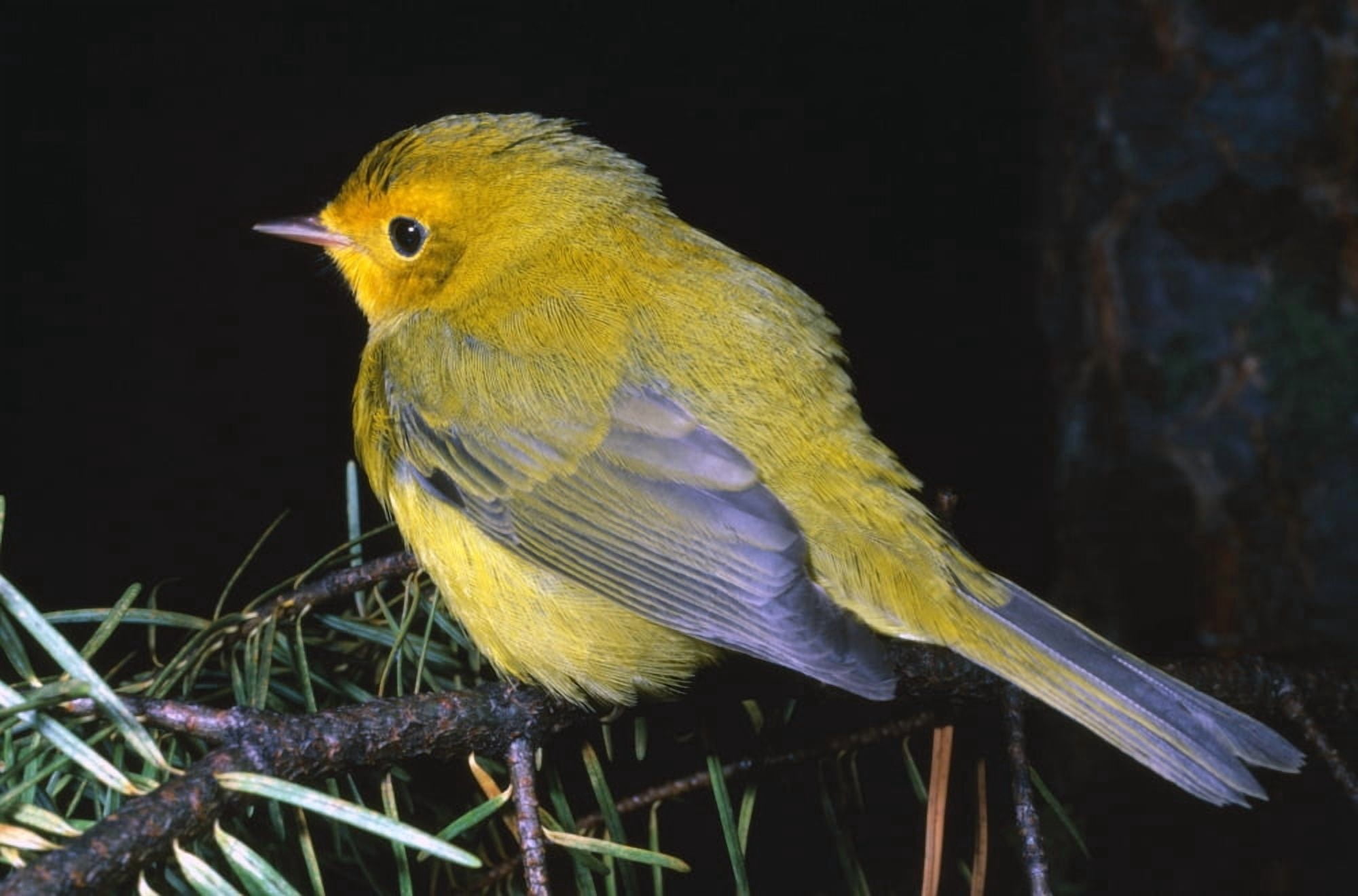 Yellow Warbler Canvas Art - Natural Selection David Ponton Design Pics (36 x 24)