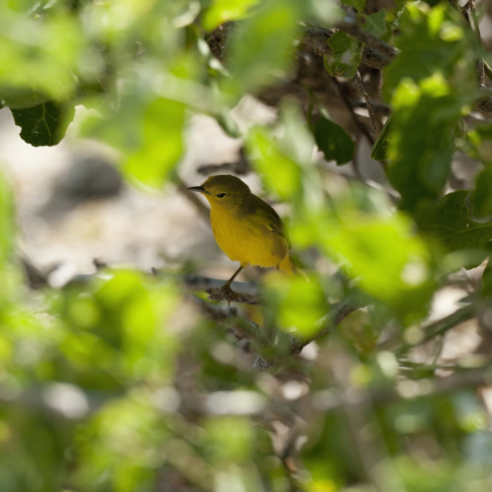 Yellow Warbler (Dendroica Petechia) Galapagos Equador Canvas Art - Keith Levit Design Pics (15 x 15)
