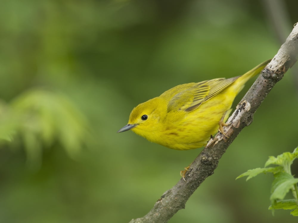 Yellow Warbler (Dendroica petechia) in spring Point Pelee National Park Ontario Canada Canvas Art - Rebecca Grambo Design Pics (34 x 26)