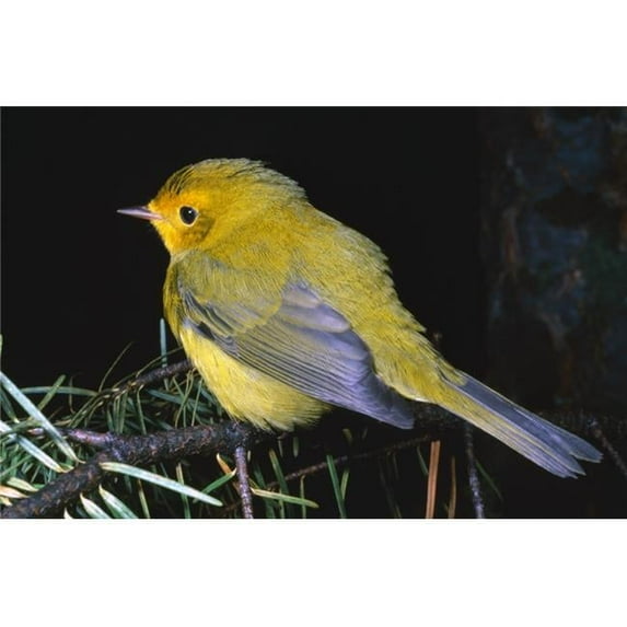 Yellow Warbler Poster Print by Natural Selection David Ponton, 36 x 24 - Large