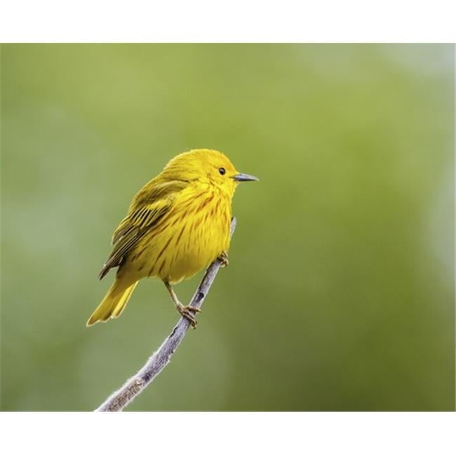 Petchai Yellow Warbler Setophaga Petechia Perched During Spring Time ...