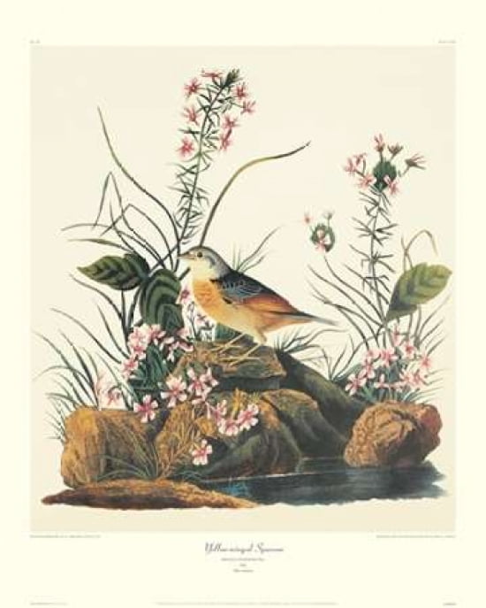 Yellow-Winged Sparrow (decorative border) Canvas Art - John James Audubon (24 x 30)