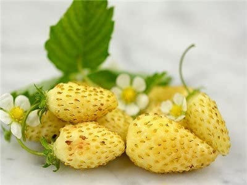 Strawberry Seeds in Seed Gardening - Walmart.com