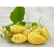 Yellow Wonder Strawberry Seeds for Planting 50 Seeds - Non-GMO Fruit Seeds