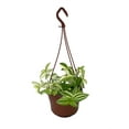 thumbnail image 1 of Yellow Zebra Tradescantia - 6" Hanging Basket, 1 of 2