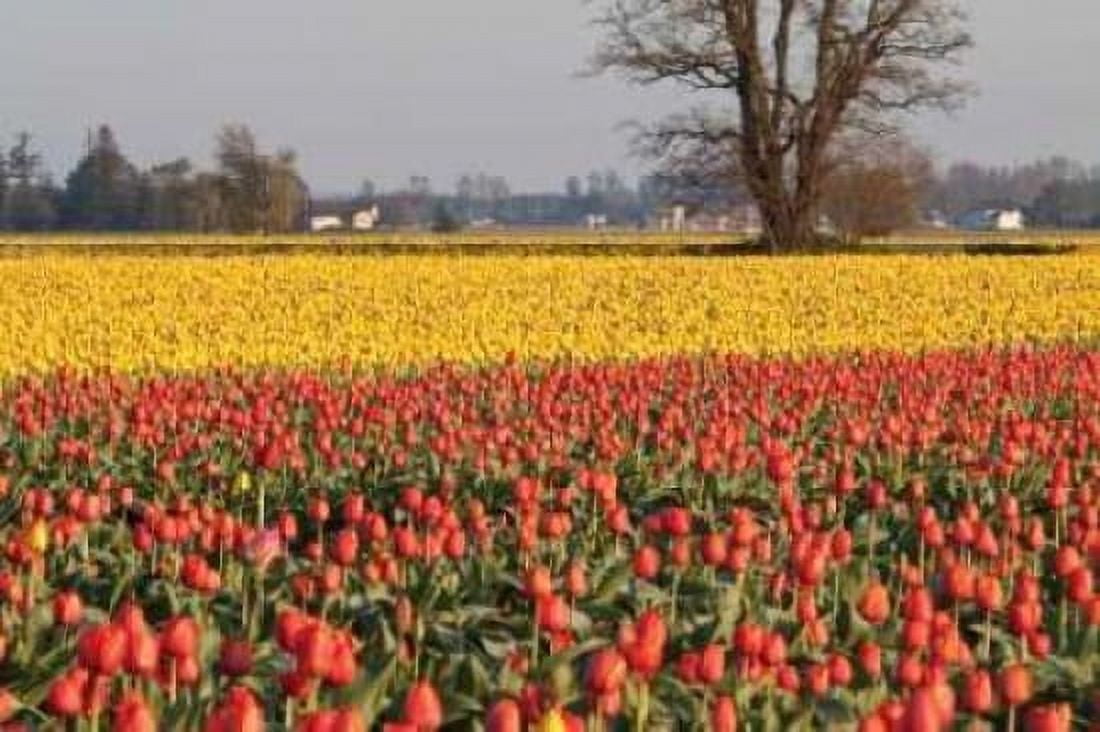 Yellow and Orange Tulips I Canvas Art - Dana Styber (20 x 28)