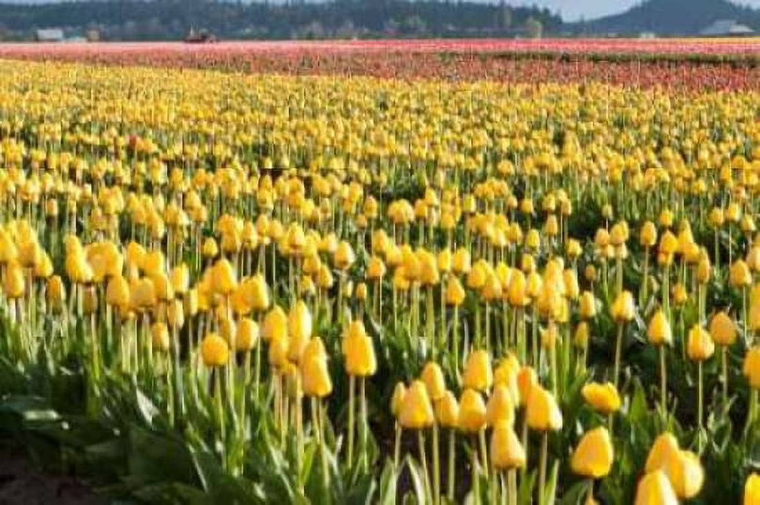 Yellow and Orange Tulips II Canvas Art - Dana Styber (12 x 18)