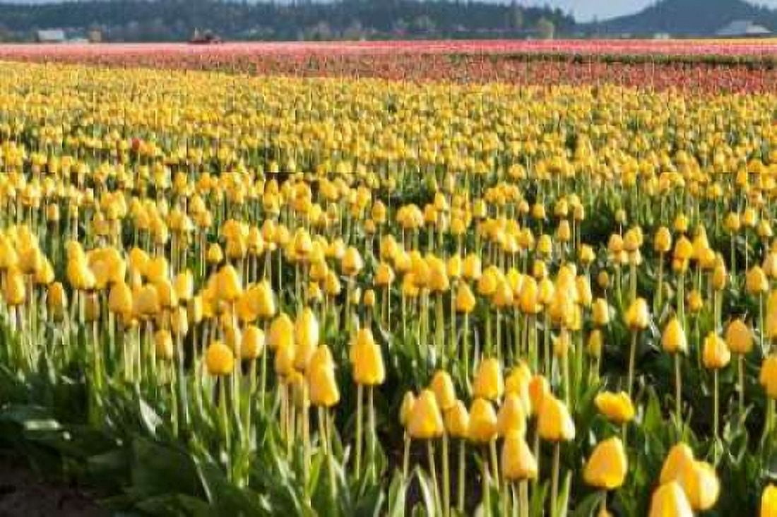 Yellow and Orange Tulips II Canvas Art - Dana Styber (24 x 36)