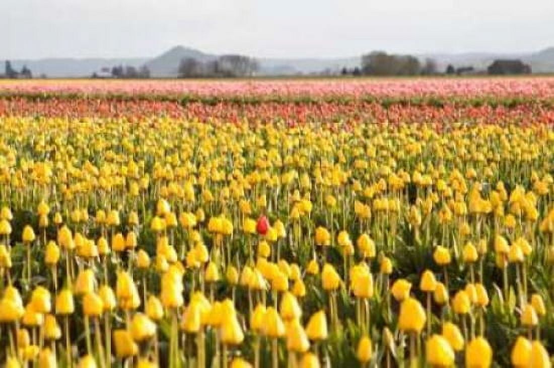 Yellow and Orange Tulips III Canvas Art - Dana Styber (20 x 28)
