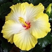 Yellow and White Hibiscus Seeds