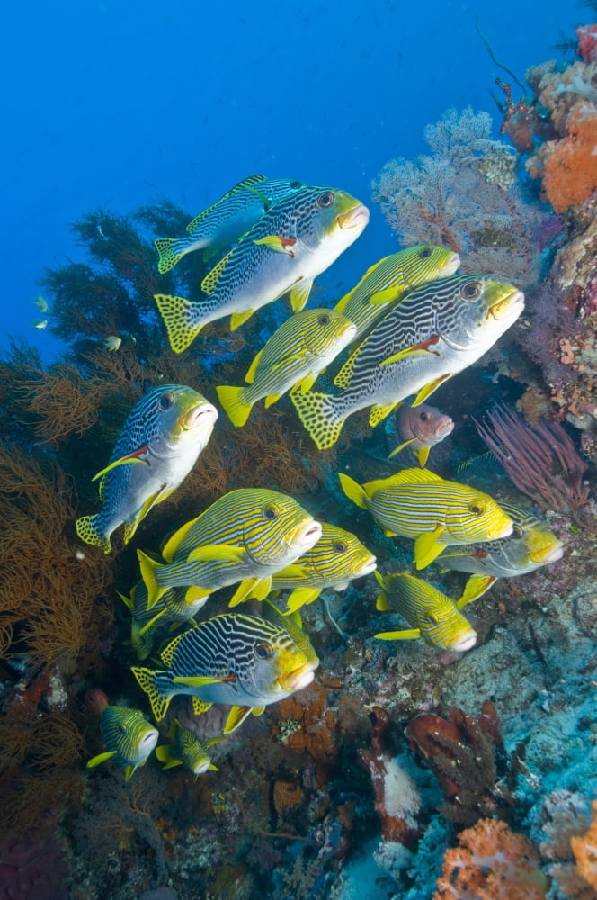 Yellow and blue striped sweeltip fish Komodo Indonesia Canvas Art - Mathieu MeurStocktrek Images (23 x 35)