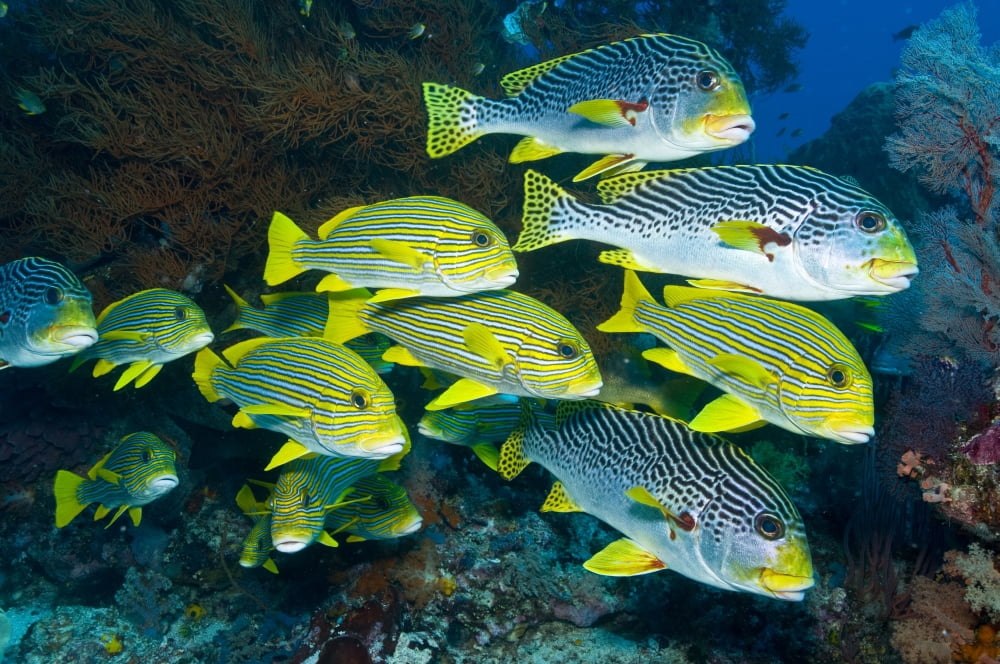 Yellow and blue striped sweeltip fish Komodo Indonesia Canvas Art - Mathieu MeurStocktrek Images (35 x 23)