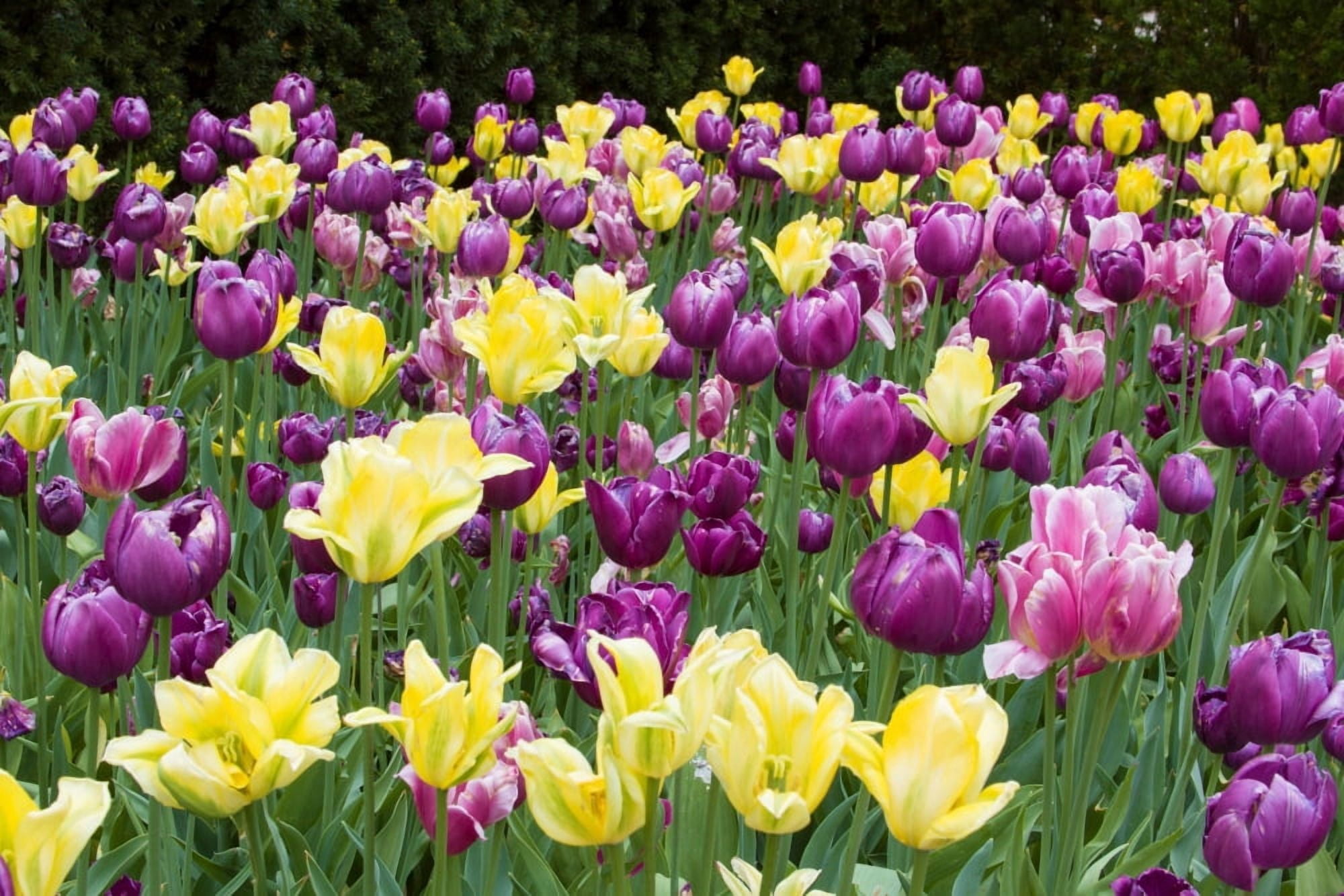 Yellow and purple Tulips blooming in a garden Chicago Botanic Garden Lake Cook Road Glencoe Illinois USA Canvas Art - Panoramic Images (24 x 36)