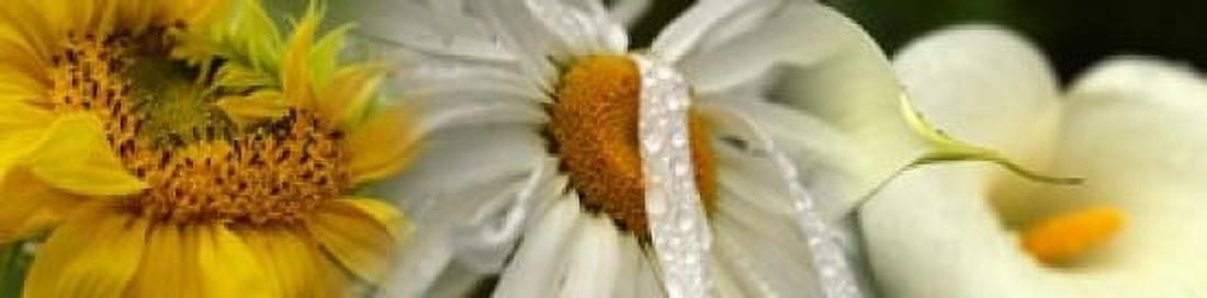 Yellow and white flowers Canvas Art - Panoramic Images (40 x 10)