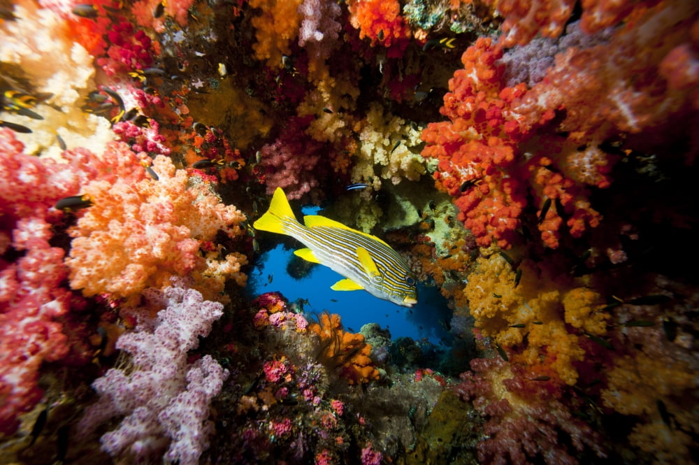 Yellow banded sweetlip fish and coral reef Raja Ampat Indonesia Canvas Art - Beverly FactorStocktrek Images (18 x 12)
