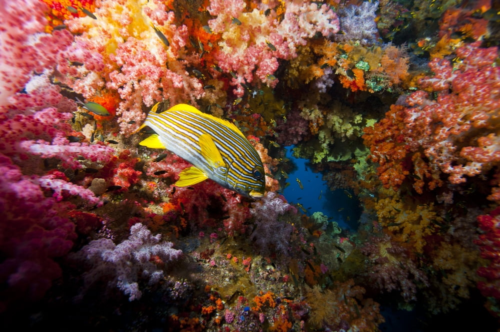 Yellow banded sweetlip fish and coral reef Raja Ampat Indonesia Canvas Art - Beverly FactorStocktrek Images (18 x 12)