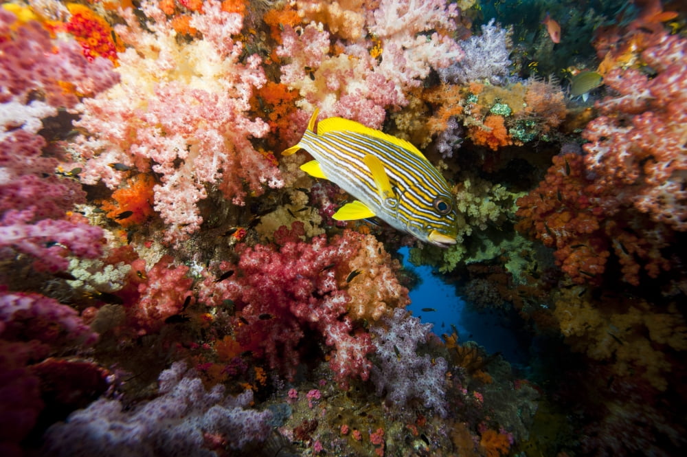 Yellow banded sweetlip fish and coral reef Raja Ampat Indonesia Canvas Art - Beverly FactorStocktrek Images (18 x 12)