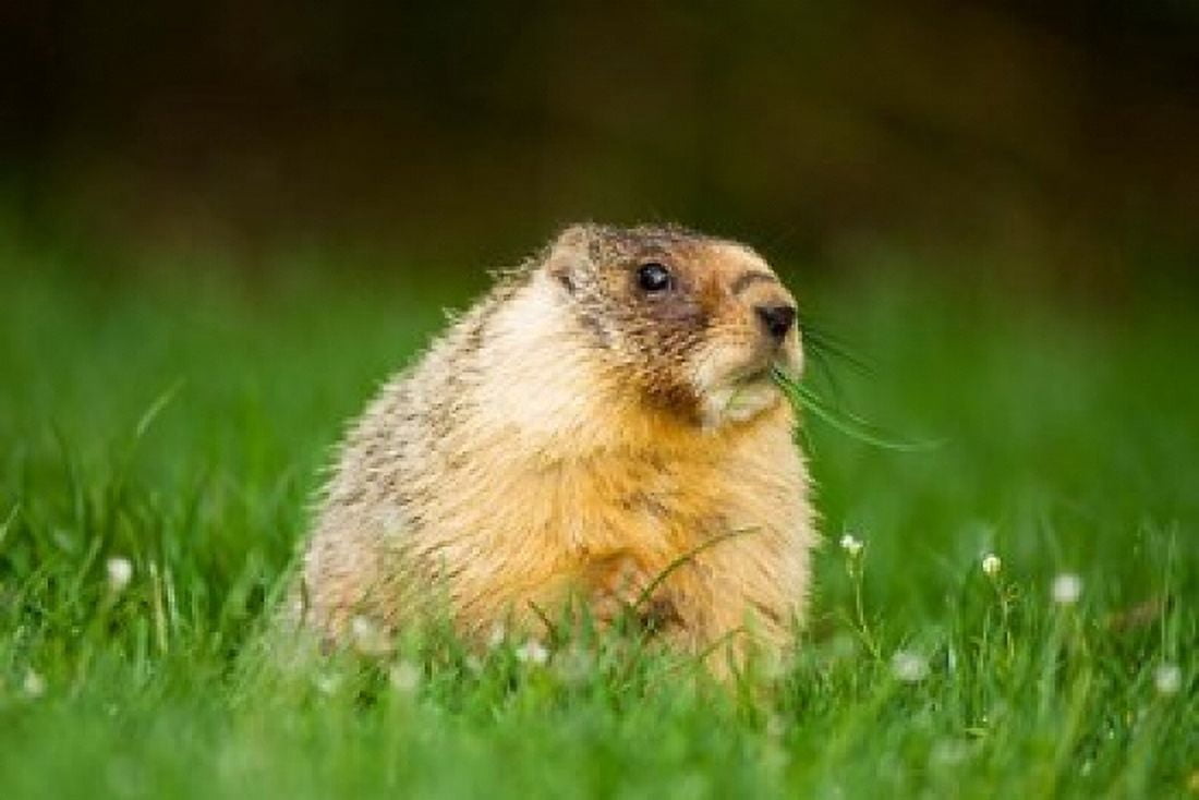 Yellow-bellied marmot Stanley Park British Columbia Canvas Art - Paul Colangelo DanitaDelimont (26 x 18)