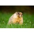 thumbnail image 1 of Yellow-bellied marmot, Stanley Park, British Columbia Poster Print by Paul Colangelo (26 x 18), 1 of 1