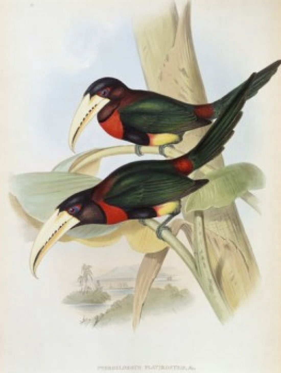 Yellow-billed Aracari (Toucan) John Gould (1804-1881 British) Canvas Art - John Gould (18 x 24)