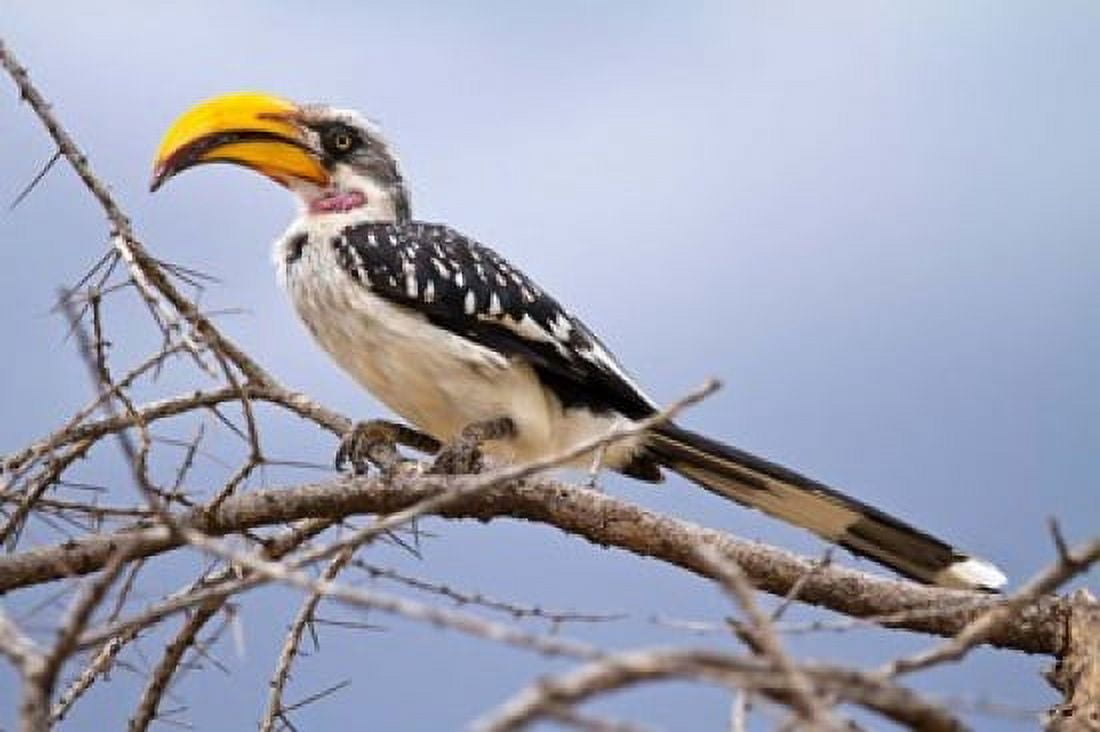 Yellow-billed Hornbill perched in tree Samburu Game Reserve Kenya Canvas Art - Joe & Mary Ann McDonald DanitaDelimont (34 x 23)