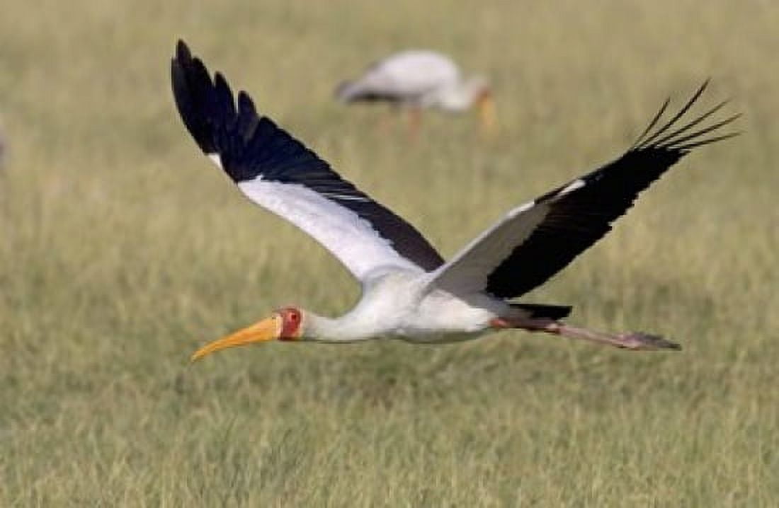 Yellow-billed stork flying above a field Canvas Art - Panoramic Images (16 x 11)
