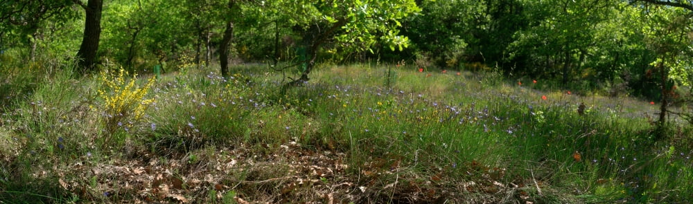 Yellow broom flowers and blue flowers of Aphyllante Montpellier Saint-Martin-de-Castillon Vaucluse Luberon Provence-Alpes-Cote DAzur France Canvas Art - Panoramic Images (36 x 12)