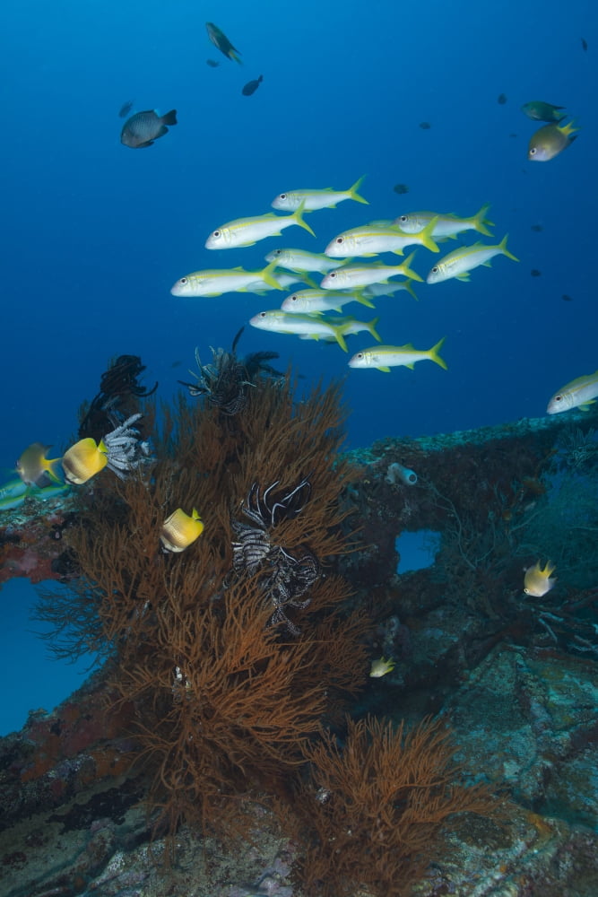 Yellow butterflyfish and school of goatfish over black coral bush on a small wreck Canvas Art - Mathieu MeurStocktrek Images (23 x 34)
