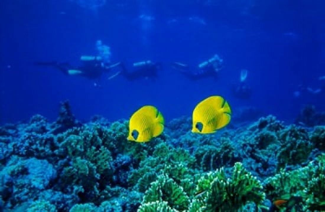 Yellow butterflyfish with scuba divers in background Red Sea Egypt Canvas Art - Ali Kabas DanitaDelimont (17 x 11)