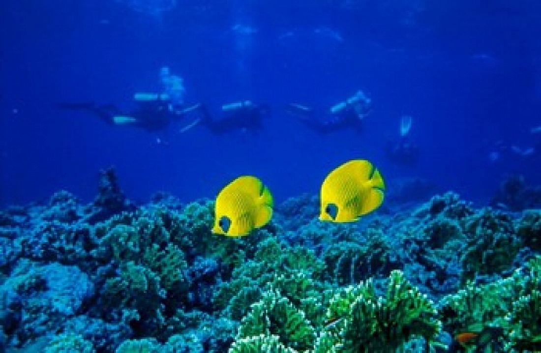 Yellow butterflyfish with scuba divers in background Red Sea Egypt Canvas Art - Ali Kabas DanitaDelimont (34 x 22)