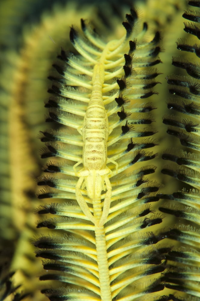 Yellow commensal shrimp on crinoid Canvas Art - Steve JonesStocktrek Images (12 x 18)