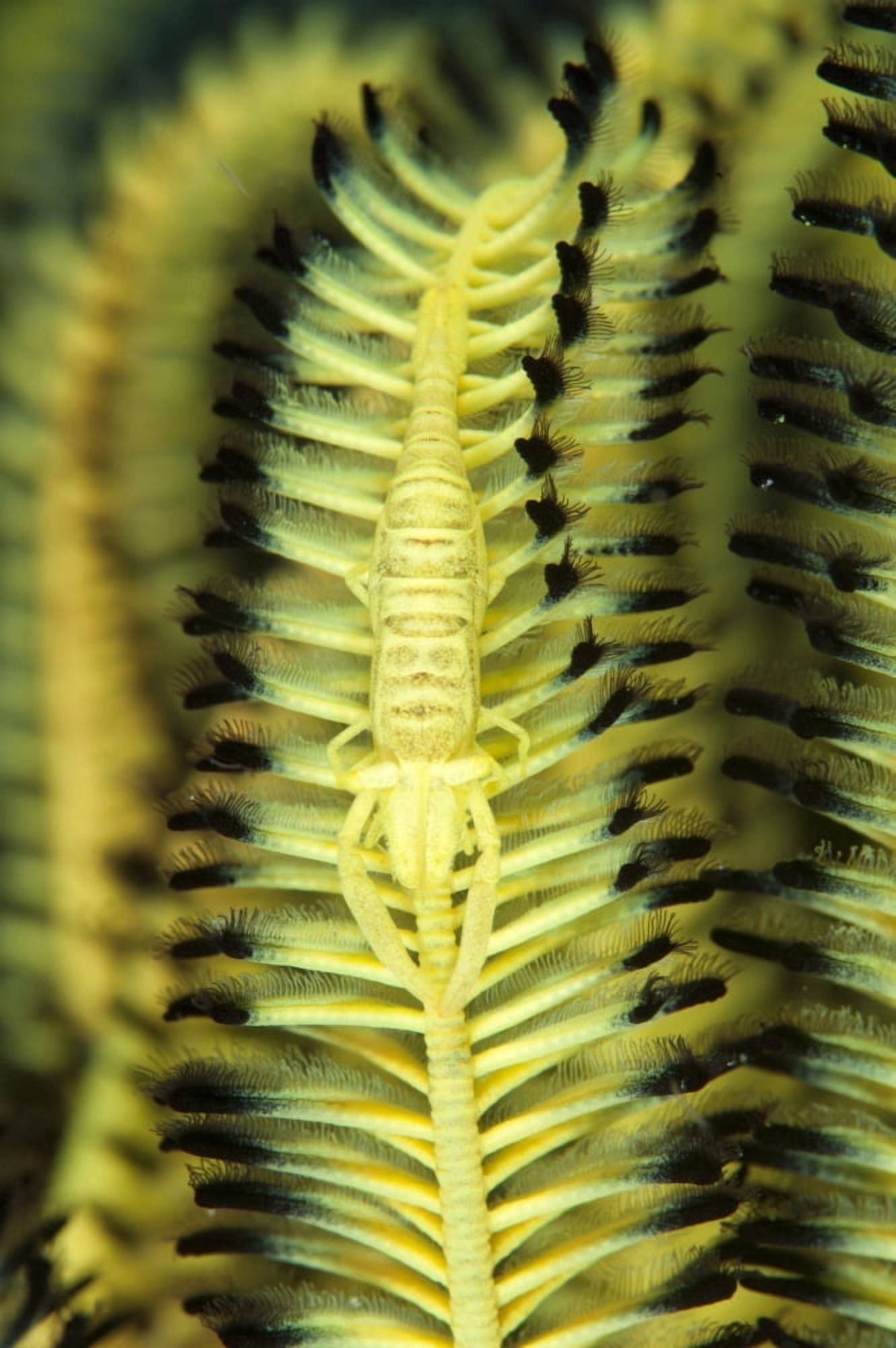 Yellow commensal shrimp on crinoid Canvas Art - Steve JonesStocktrek Images (23 x 35)