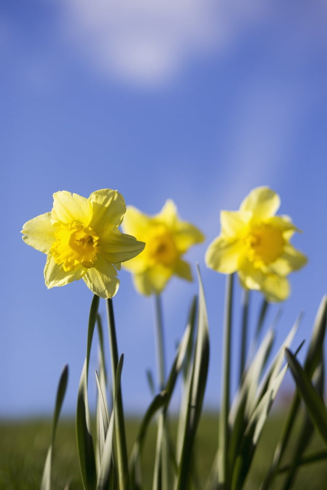 Yellow daffodils in bloom against a blue sky Yorkshire Dales England Canvas Art - John Short Design Pics (12 x 19)