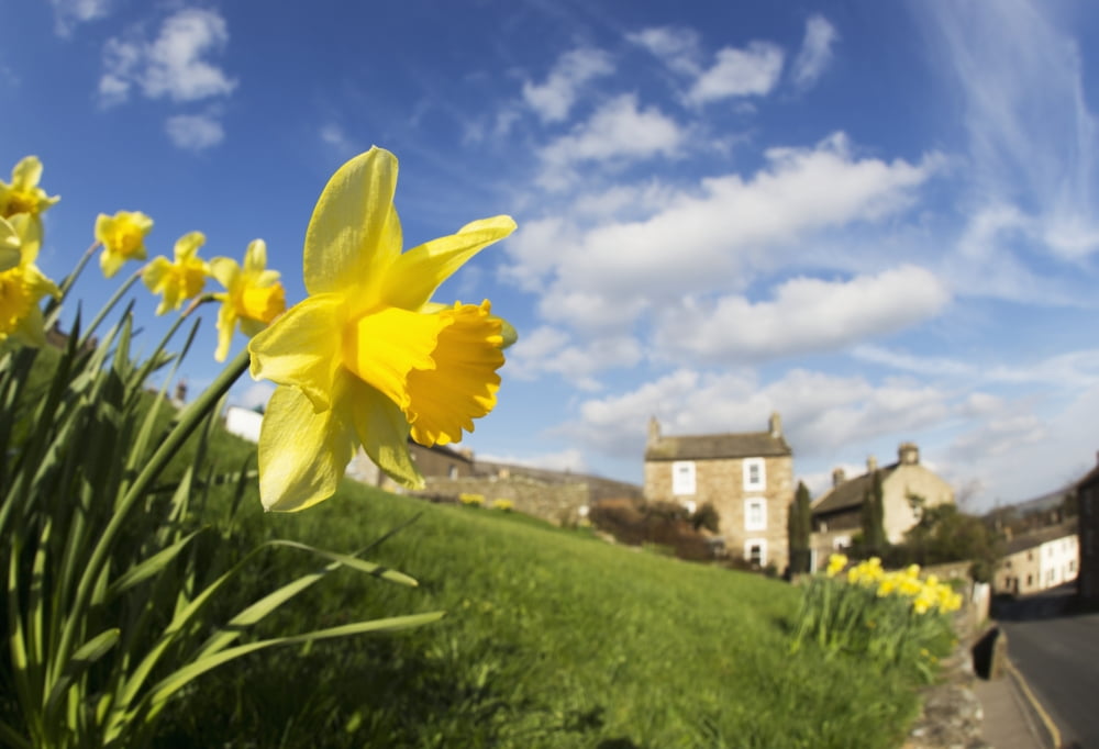Yellow daffodils in blossom with houses in the distance Yorkshire Dales England Canvas Art - John Short Design Pics (18 x 12)
