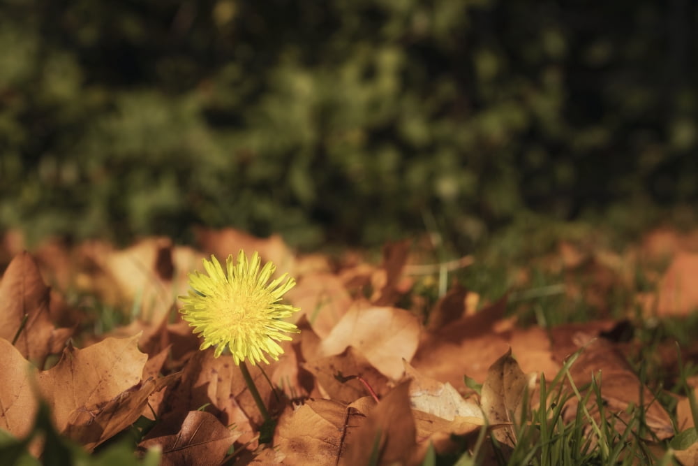 Yellow dandelion blossoming through fallen autumn leaves Gateshead Tyne and Wear England Canvas Art - John Short Design Pics (19 x 12)